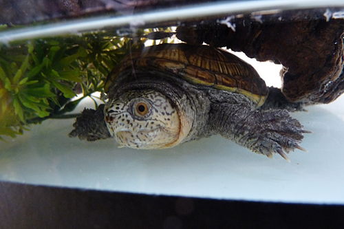 Narrow-bridged musk turtle